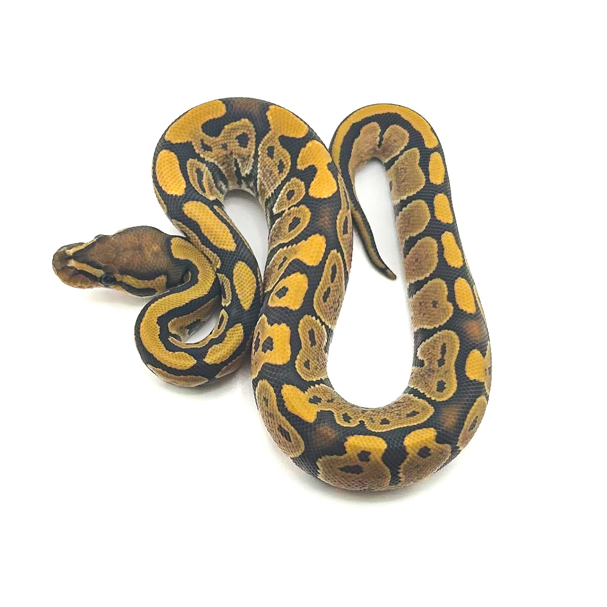 Hypo ph Ultramel Puzzle