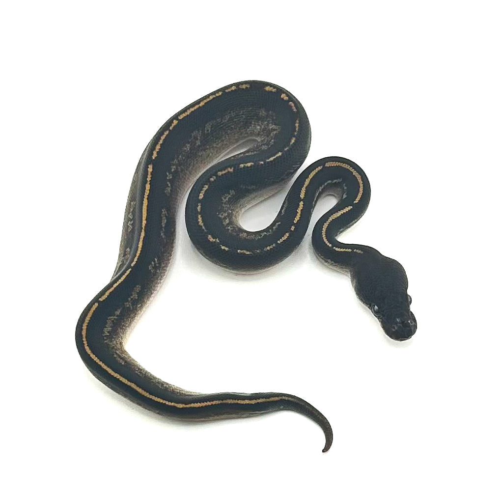 Blackhead Mahogany Mystic DH Hypo Pied ph Ultramel