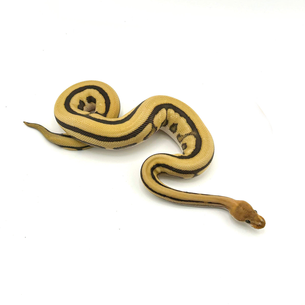 Fire Leopard Desert Ghost Cryptic GStripe