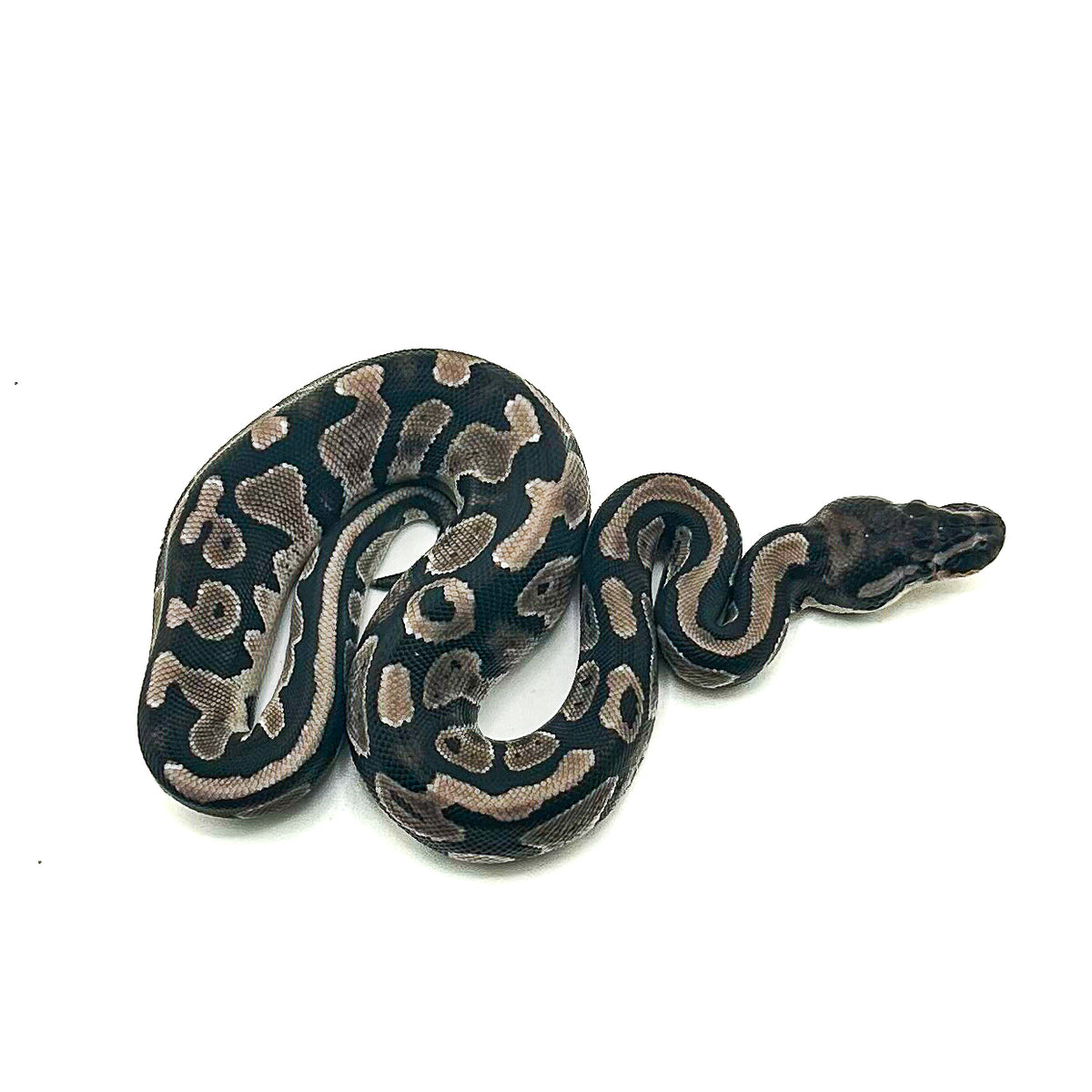 Black Axanthic ph Pied