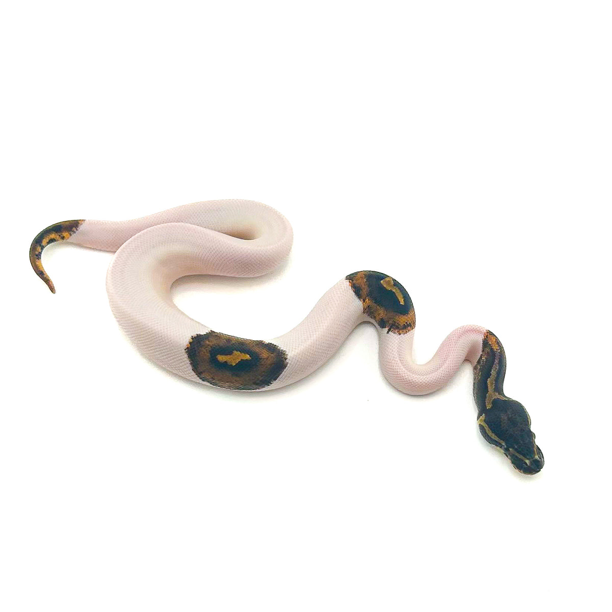 Mahogany Pied het Monarch