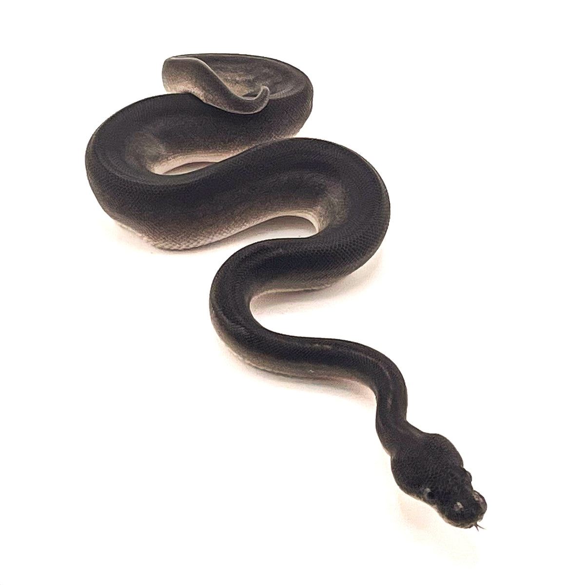 Obsidian (Super Mahogany Blackhead) het Ultramel