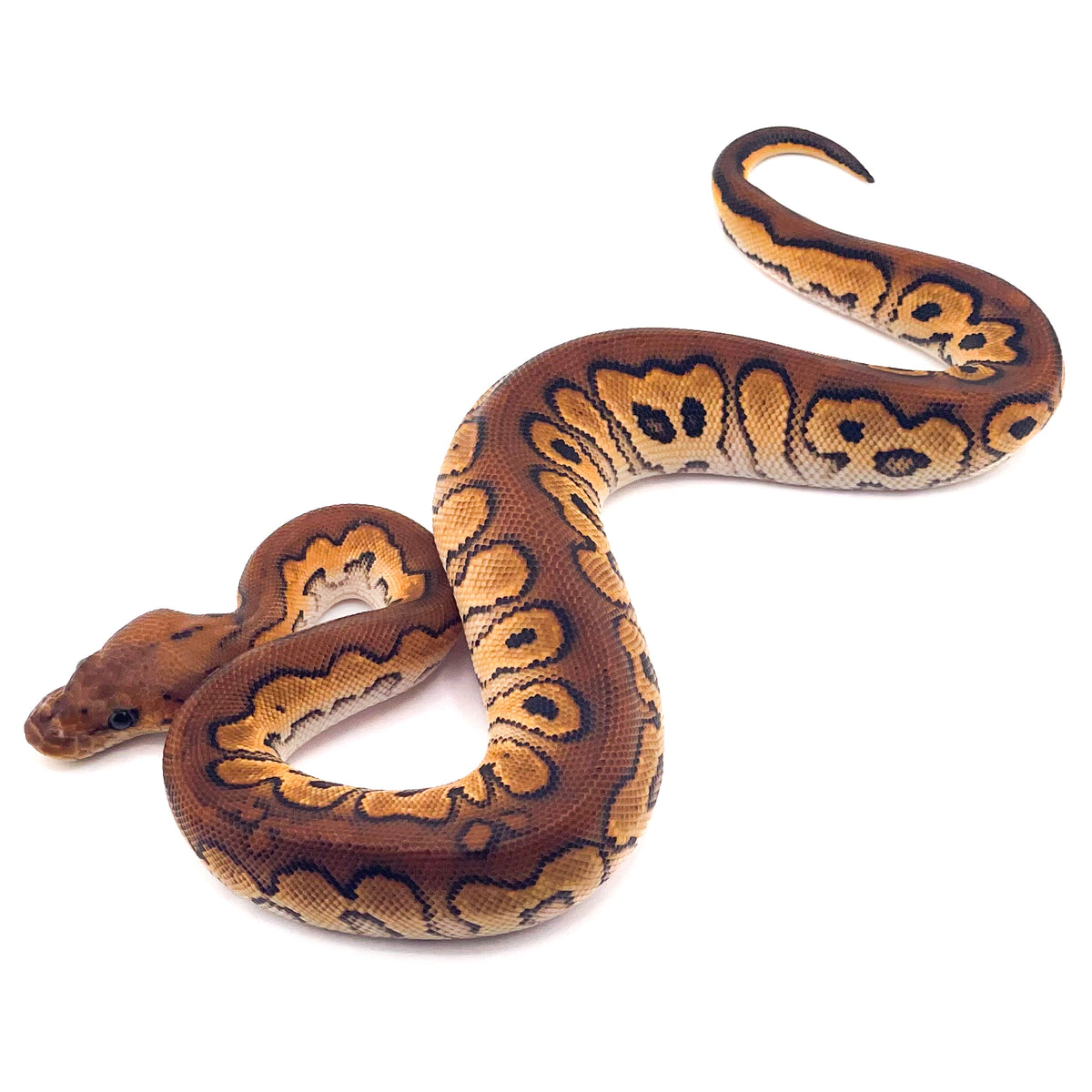 Black Pastel Orange Dream Redstripe Clown ph GStripe