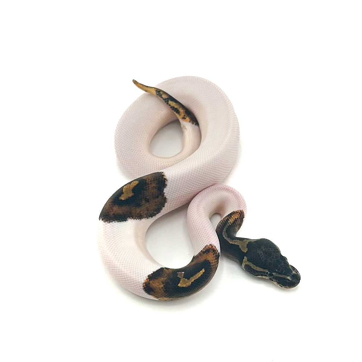 Mahogany Pied het Monarch