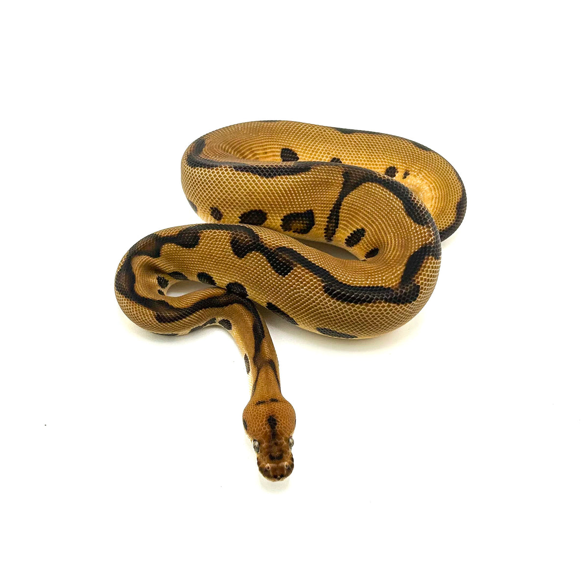 Leopard Enchi Clown het Desert Ghost