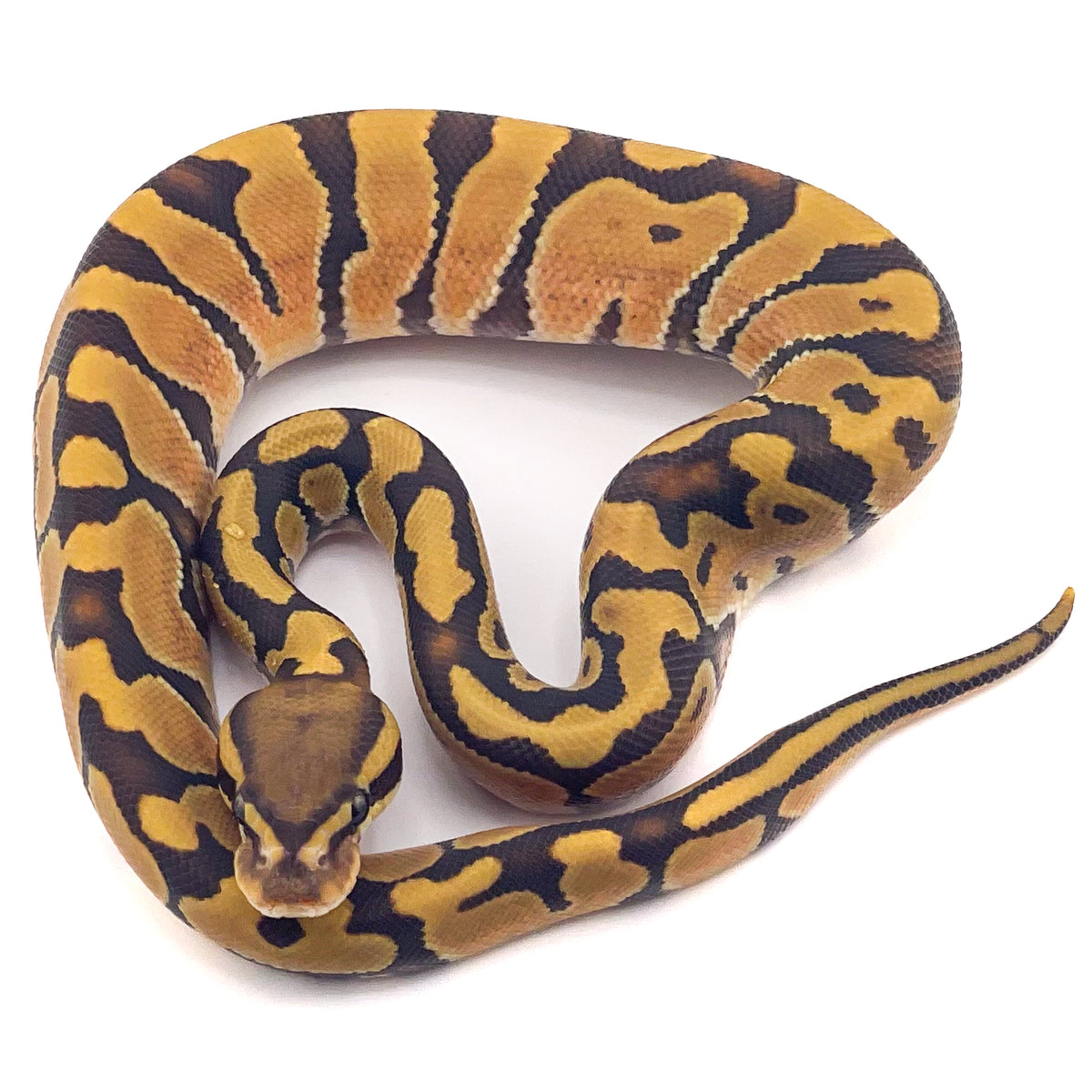 Hypo Enchi poss OD ph Ultramel Puzzle