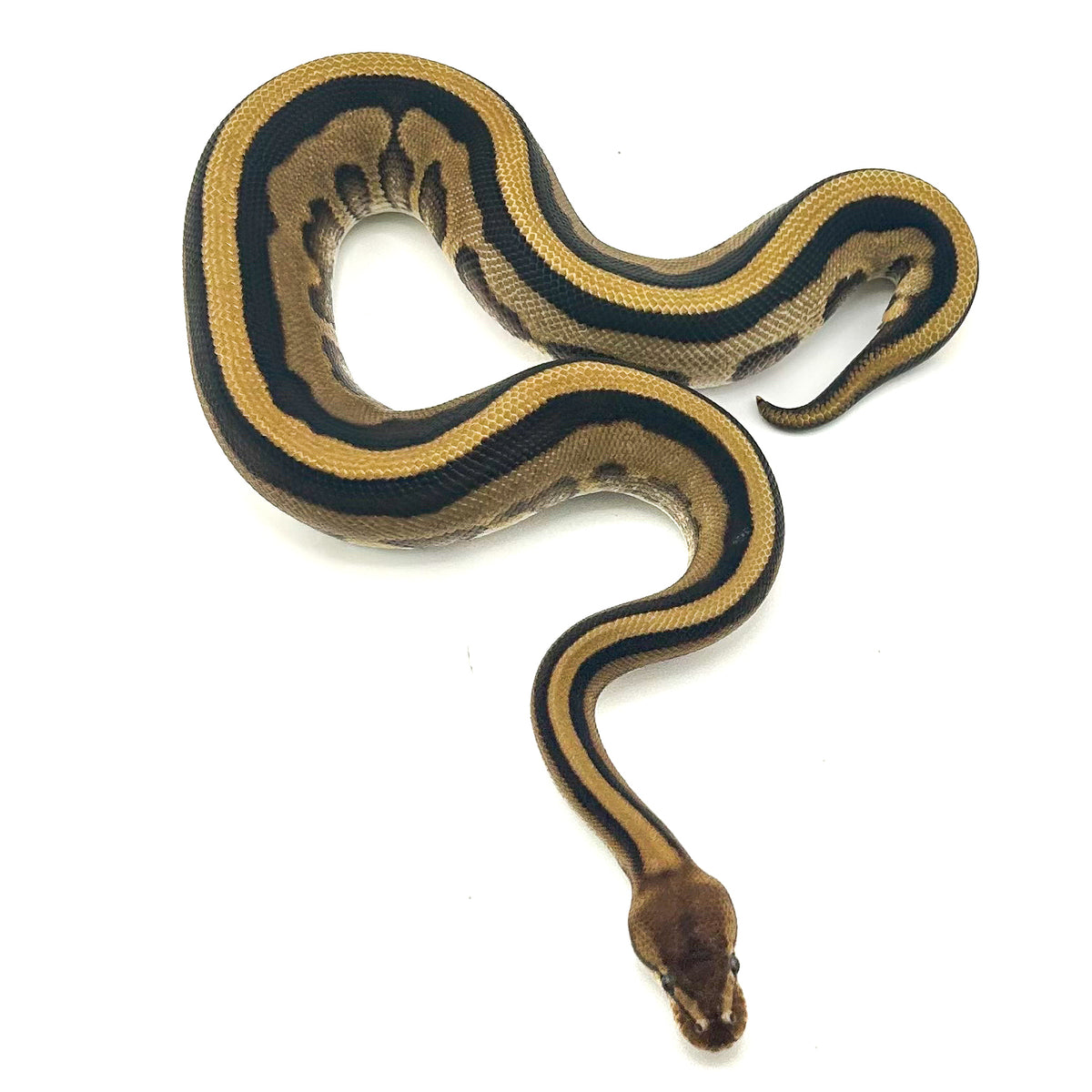 Fire GStripe Leopard TH Desert Ghost Cryptic Clown