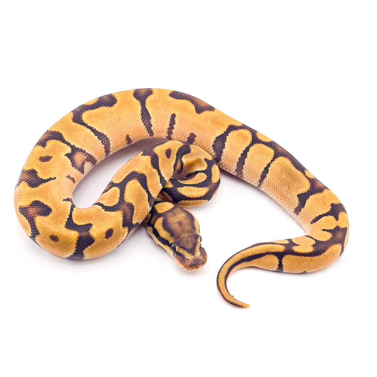 Orange Dream Enchi Hypo
