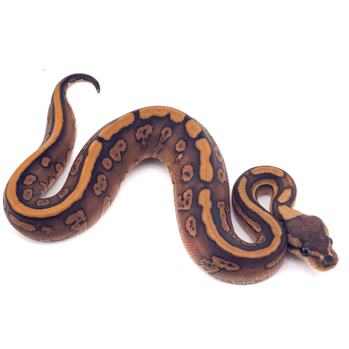 Black Pastel Super Redstripe Orange Dream