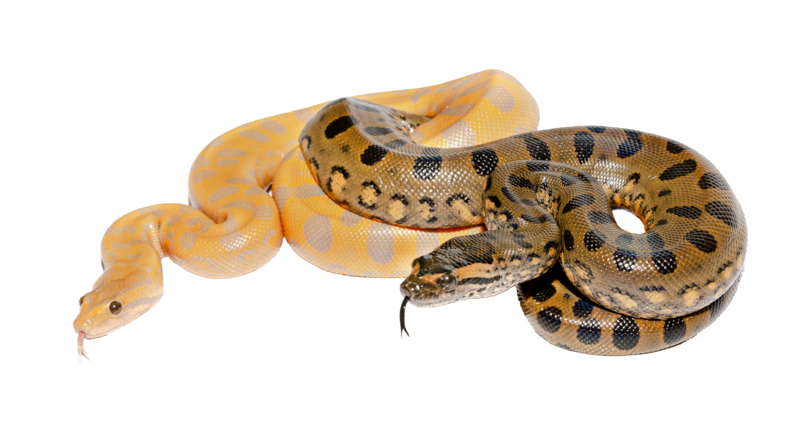 Barneck Scrub Python - ReptiChip LLC