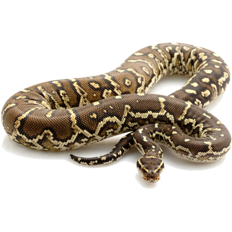 A brown and tan patterned snake coiled on a white surface, with its head extended forward and tongue slightly visible.