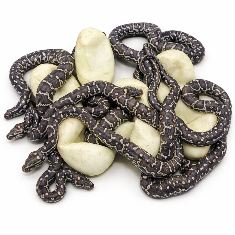 Several black and white patterned snakes are emerging from a cluster of white eggs, all set against a white background.