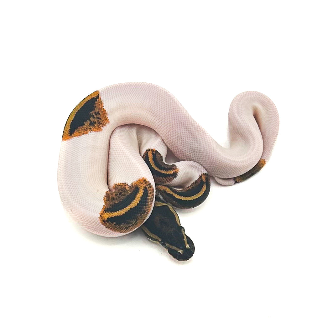 Mahogany Yellowbelly Pied het Monarch