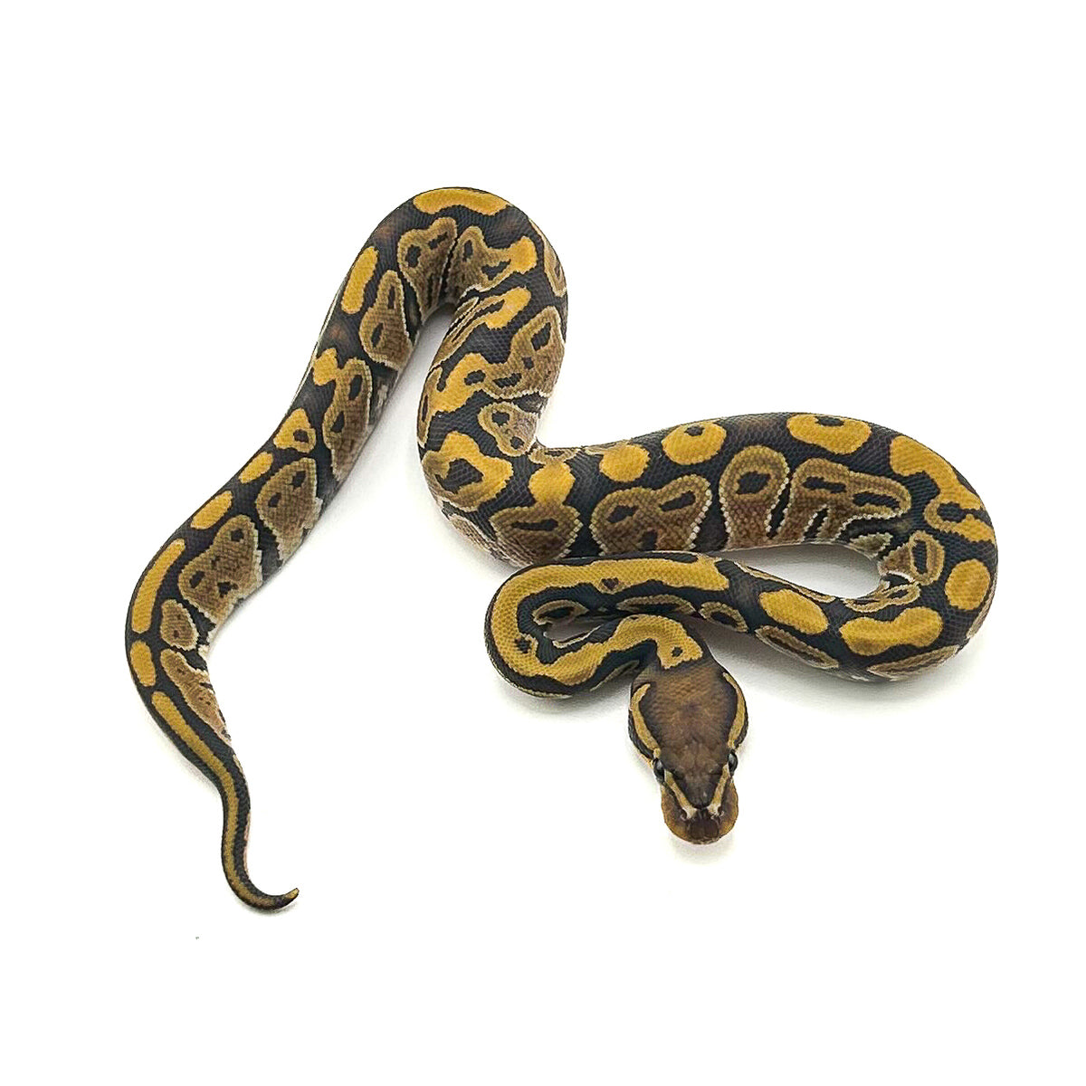 Hypo ph Ultramel Puzzle Clown