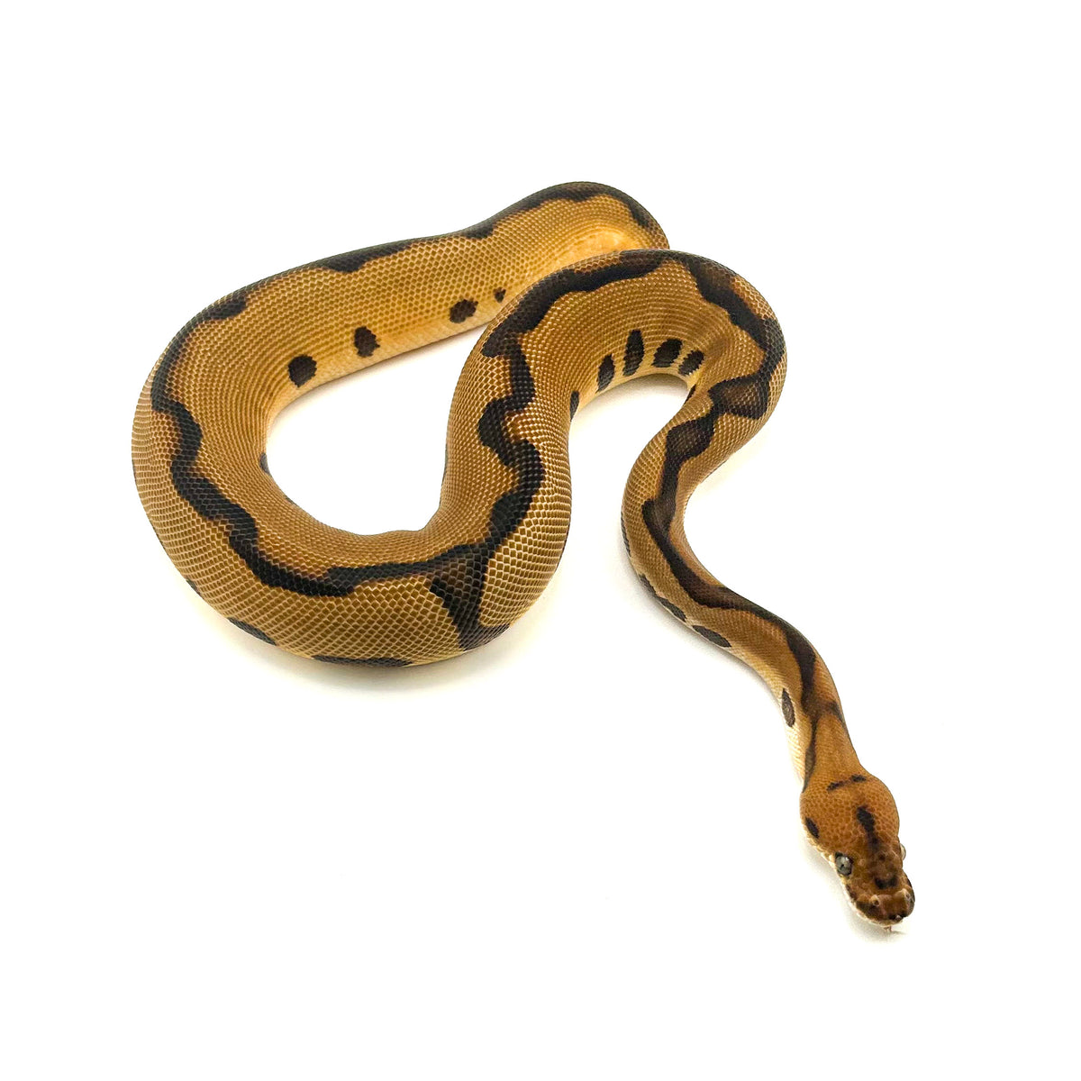 Leopard Enchi Clown het Desert Ghost
