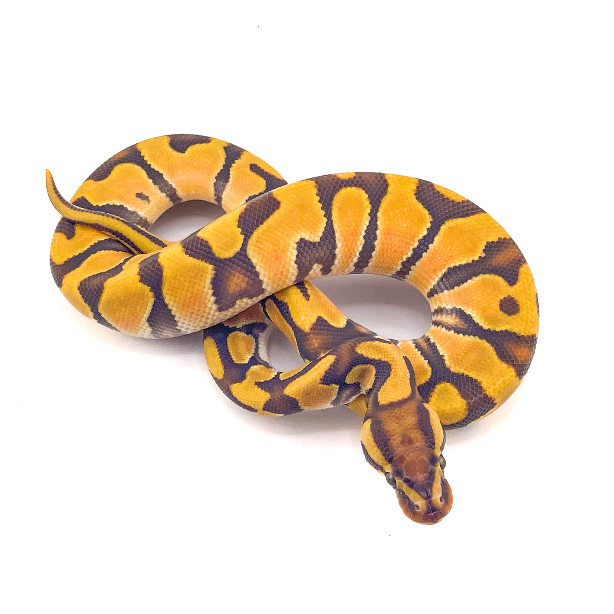 Orange Dream Enchi Hypo