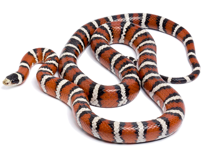 Colubrids