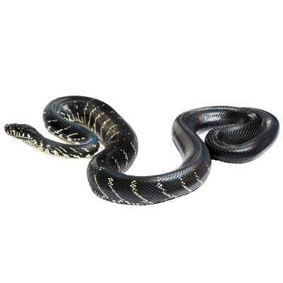 Pythons