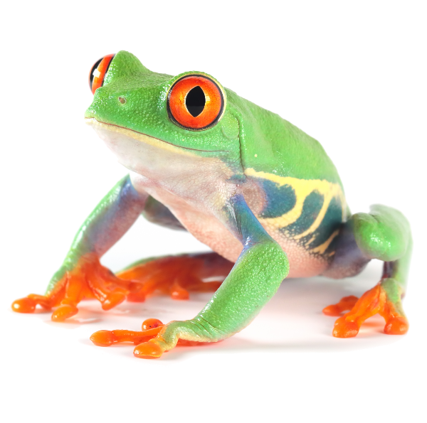 A vibrant green frog with striking red eyes, blue and yellow markings on its sides, and orange toes sits on a white background.