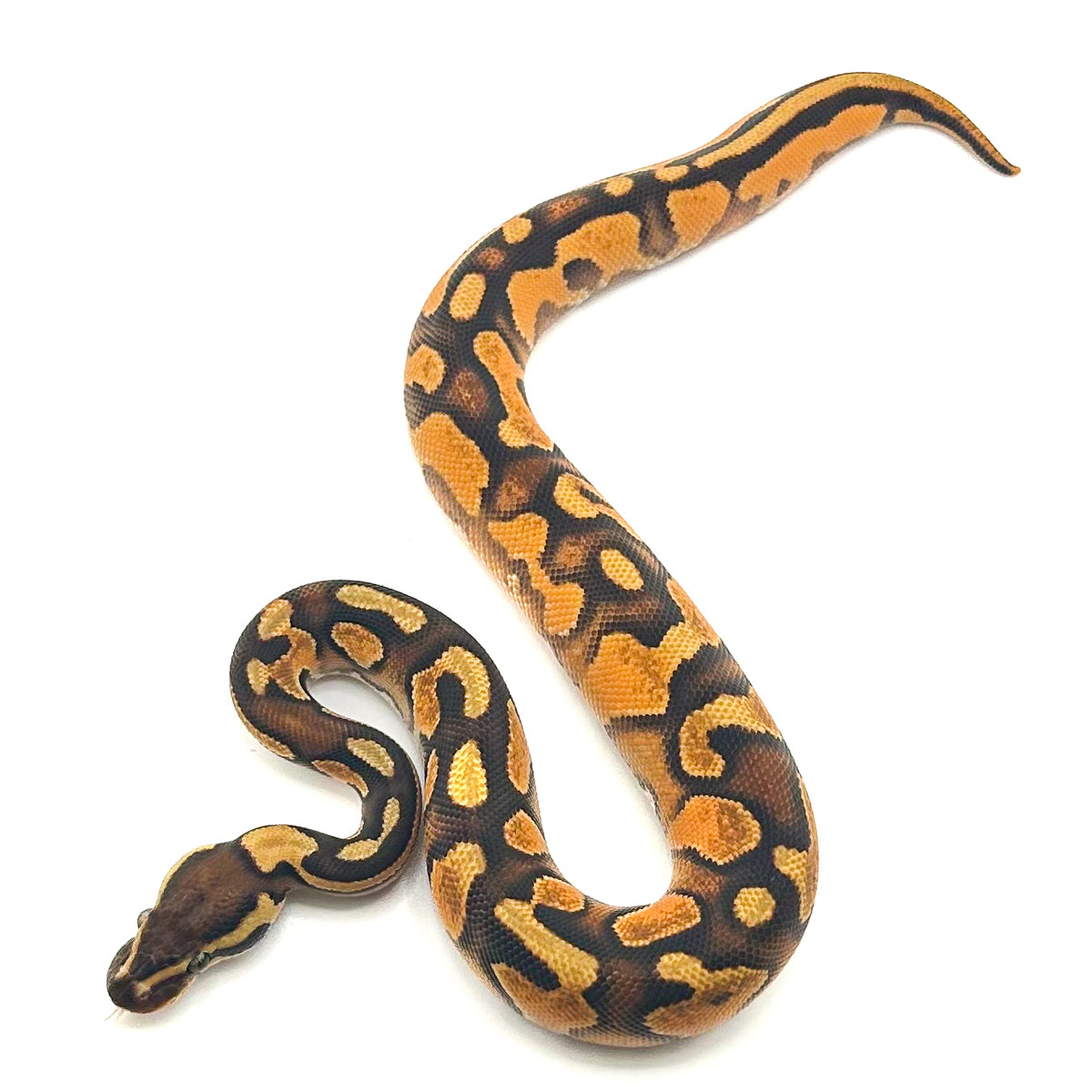 Orange Dream Enchi het Hypo
