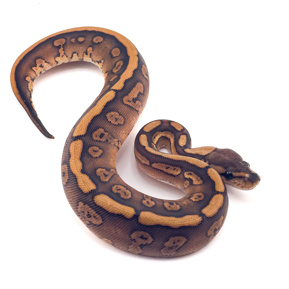 Super Redstripe Black Pastel het Clown ph Genetic Stripe