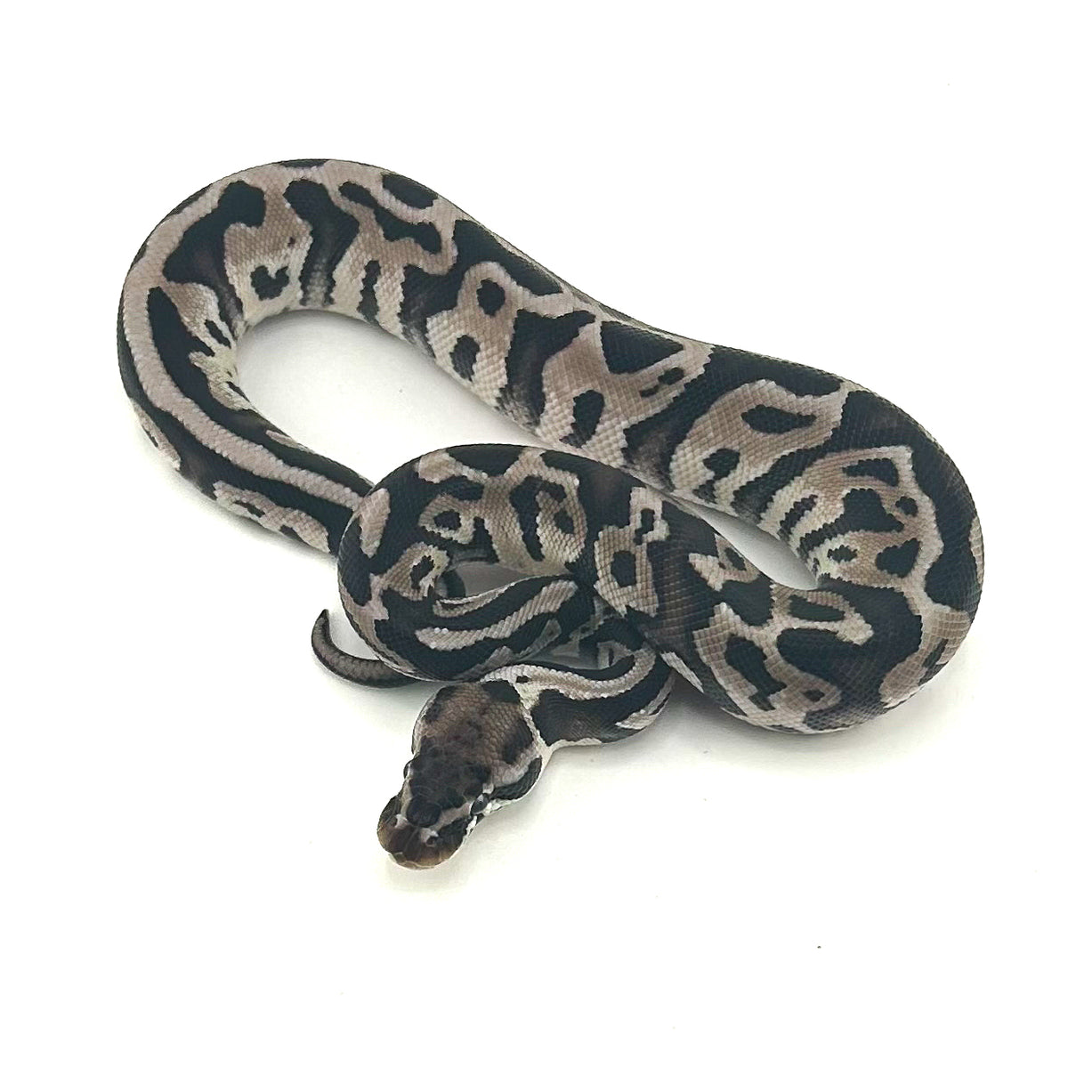 Axanthic Leopard het Desert Ghost ph Cryptic Clown GStripe