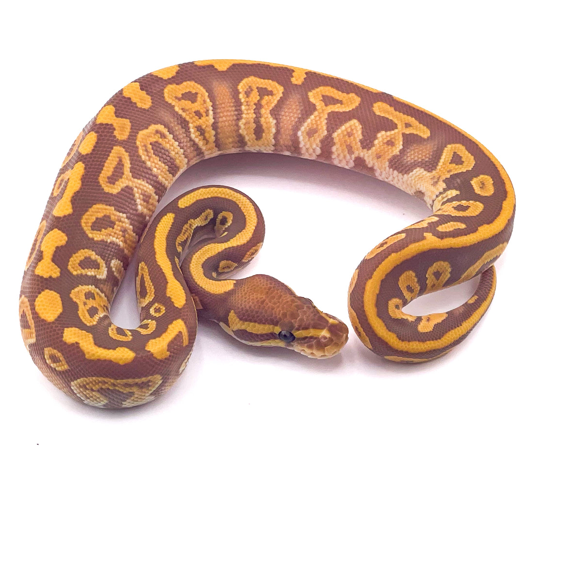 Ultramel Leopard Mystic het Pied ph Hypo