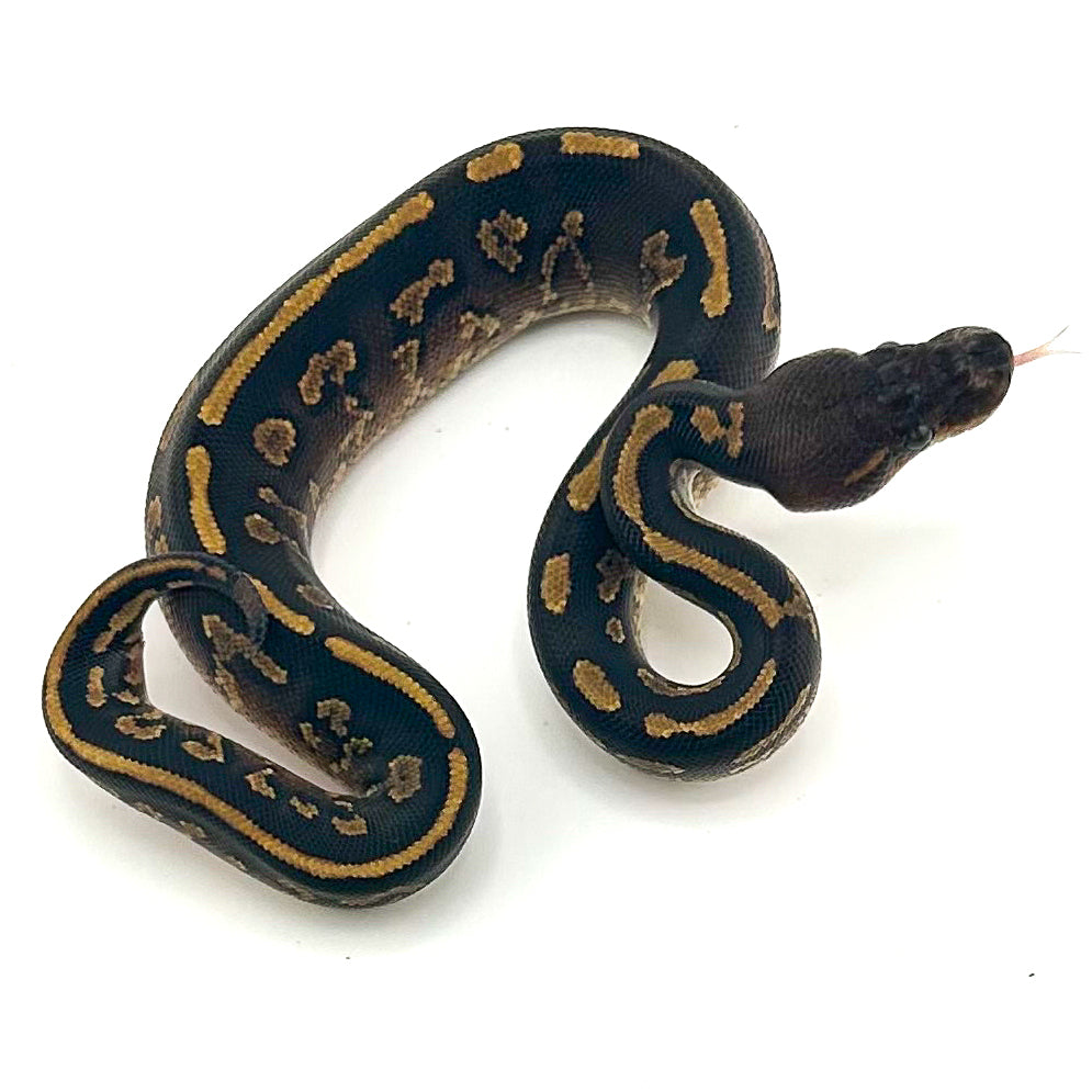 Blackhead Mystic Mahogany DH Ultramel Clown