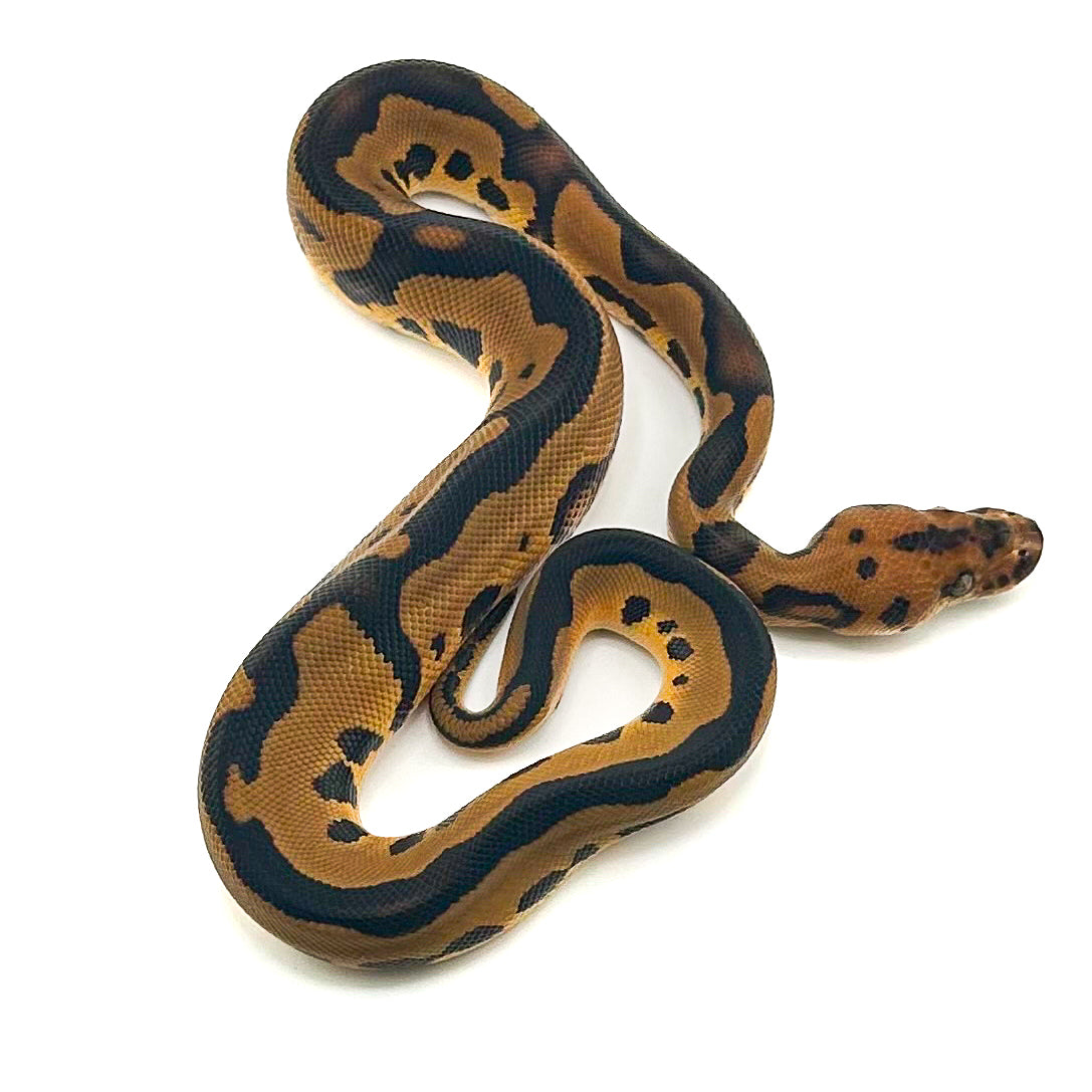 Enchi Leopard Clown DH Desert Ghost Ultramel ph GStripe