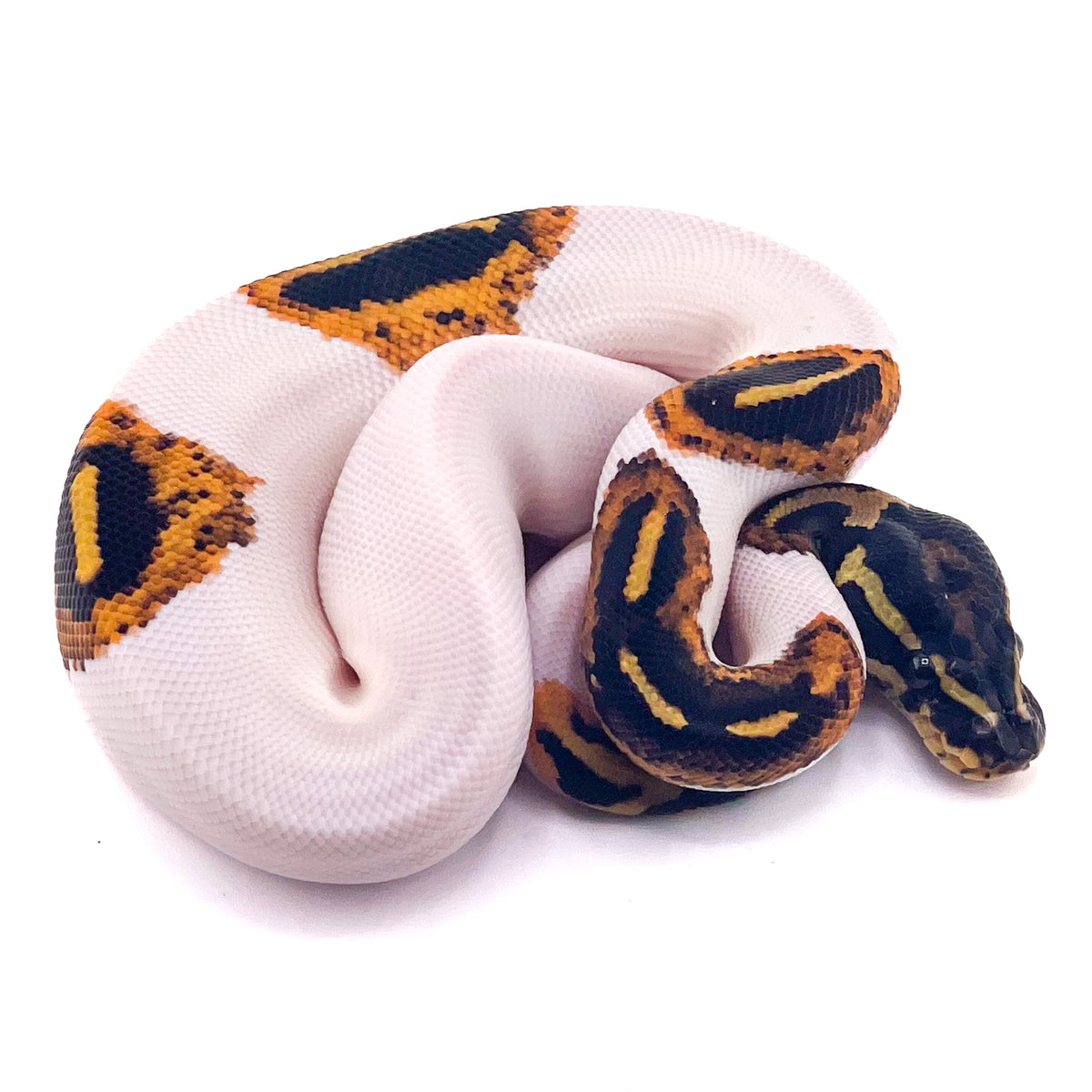 Pied Mahogany Yellowbelly het Monarch