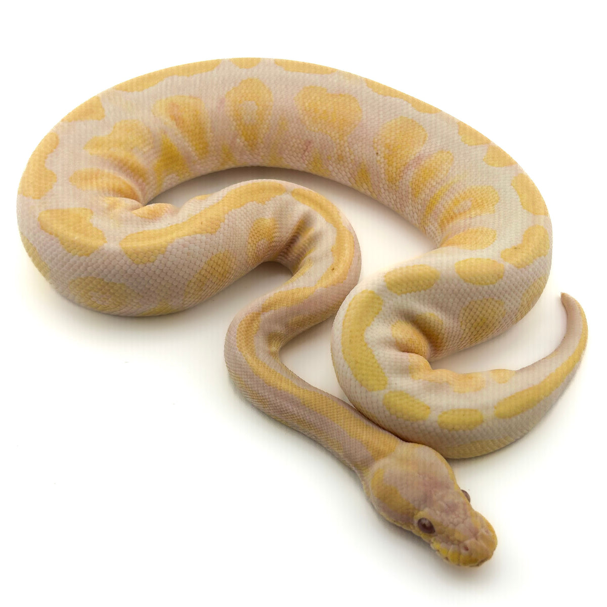 Lavender het Axanthic