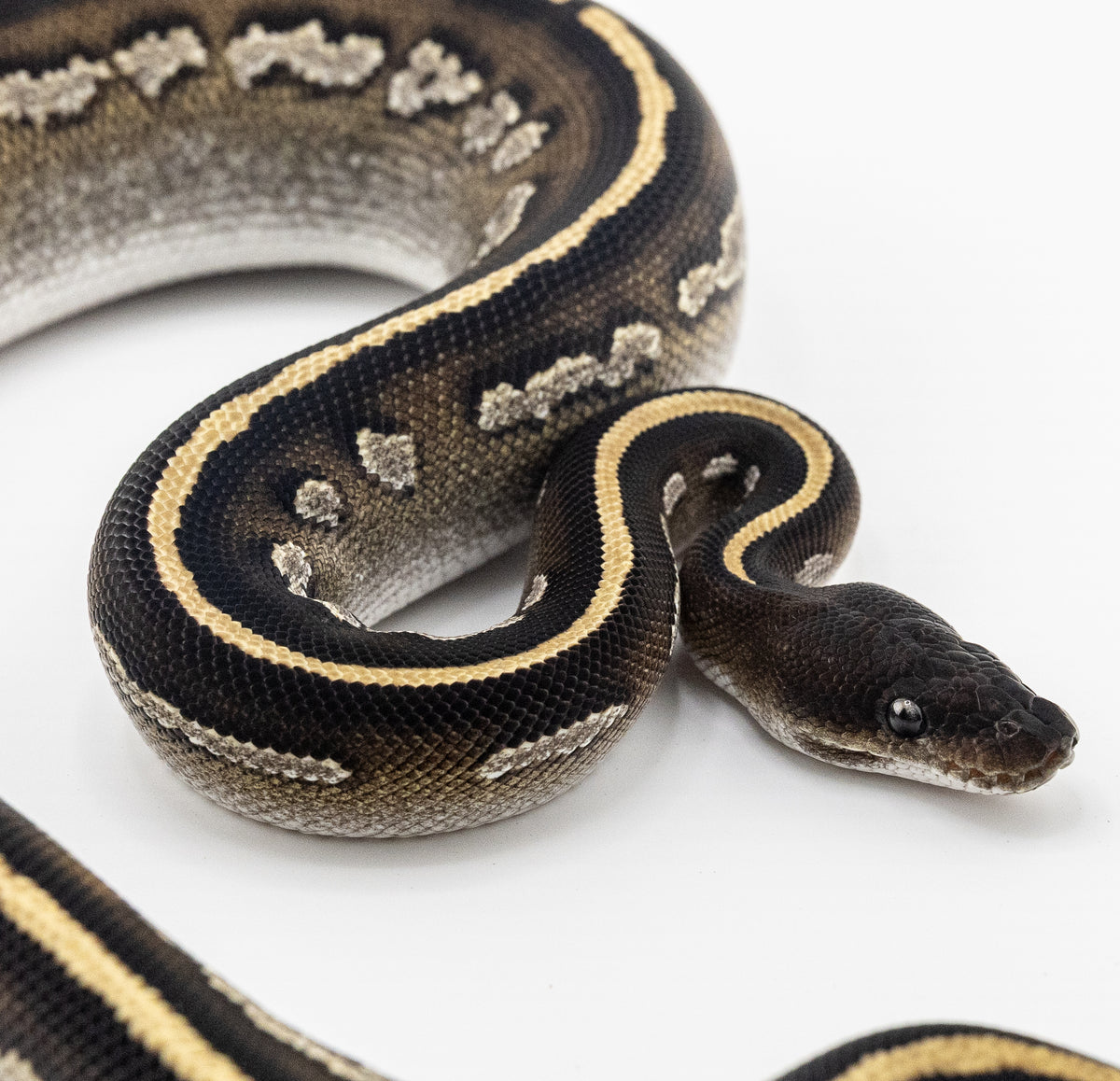 Blackhead Mystic Cinnamon Mahogany het Hypo