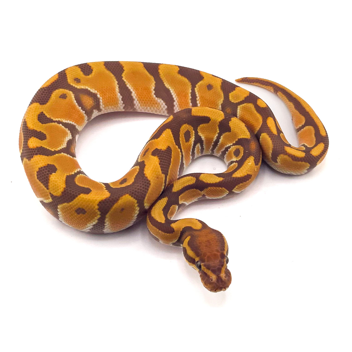 Ultramel Orange Dream Enchi ph Puzzle