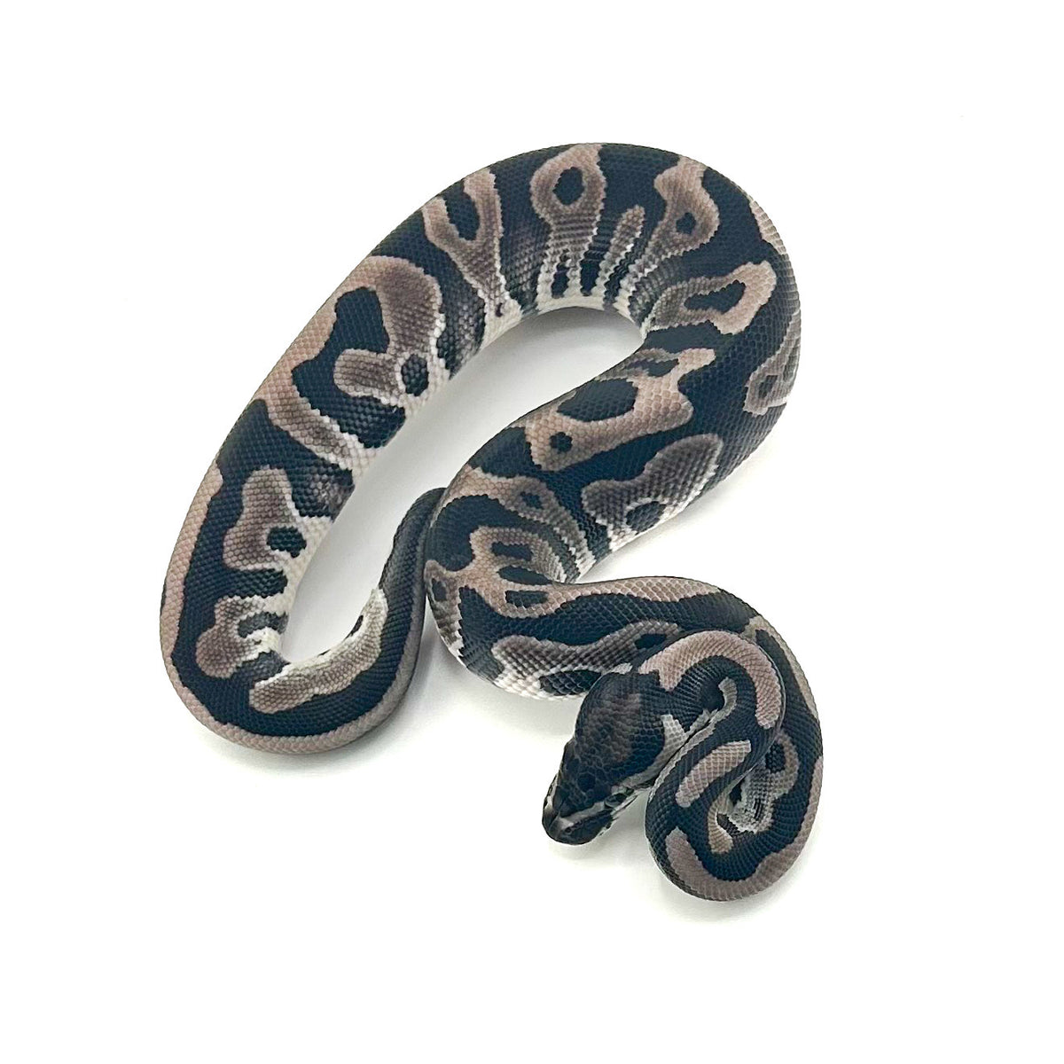 Axanthic Leopard dh Desert Ghost Pied ph Cryptic Clown GStripe