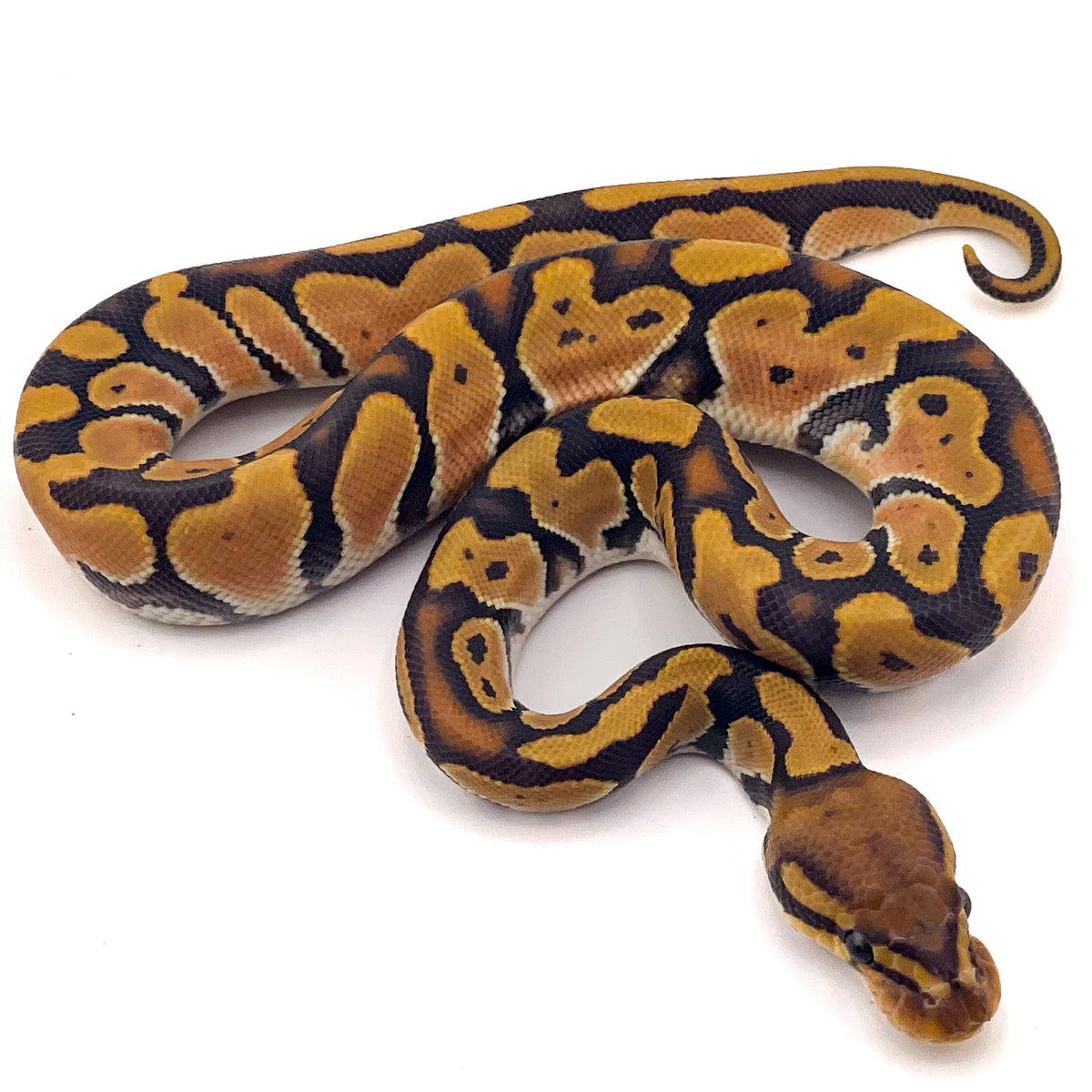 Orange Dream Hypo ph Ultramel Puzzle