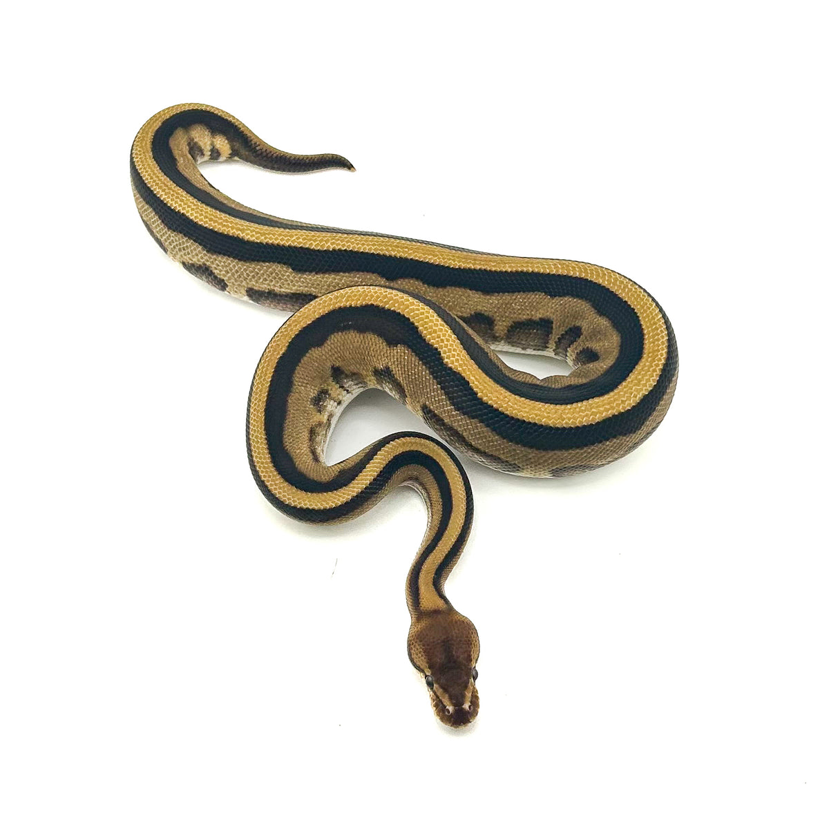 Fire GStripe Leopard TH Desert Ghost Cryptic Clown