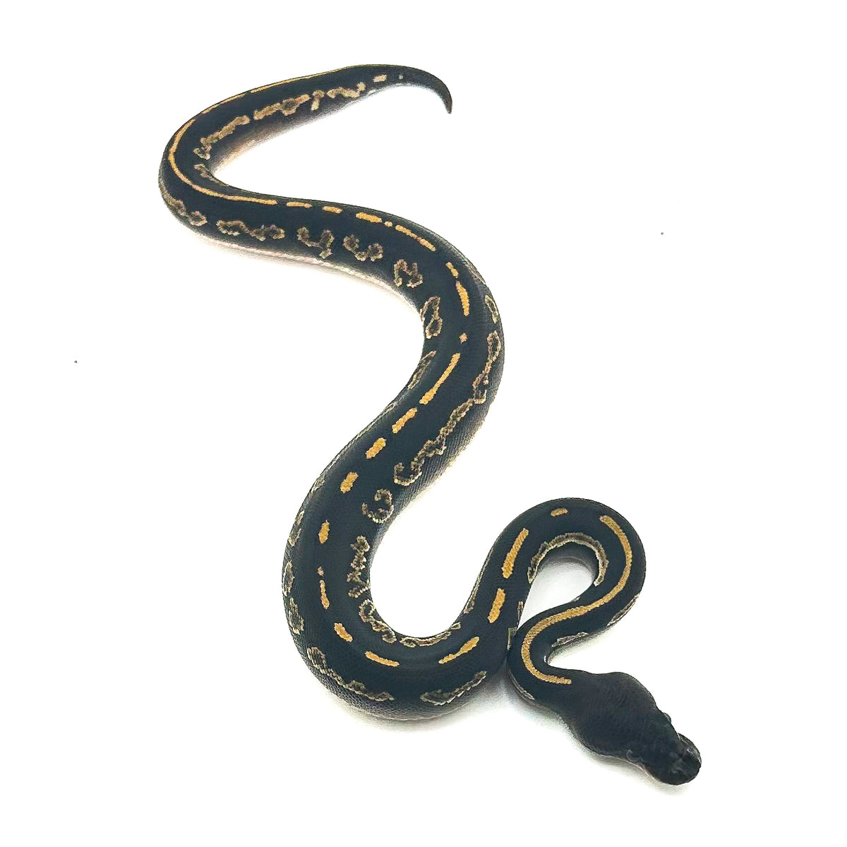 Blackhead Mahogany Mystic het Ultramel