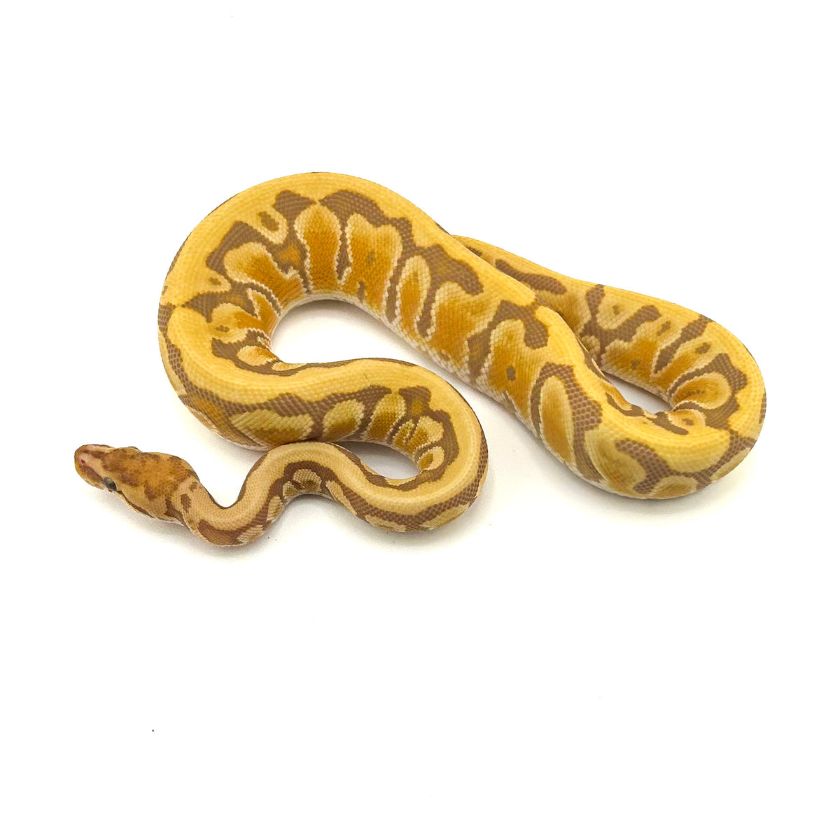 Ultramel Specter Hidden Gene Woma