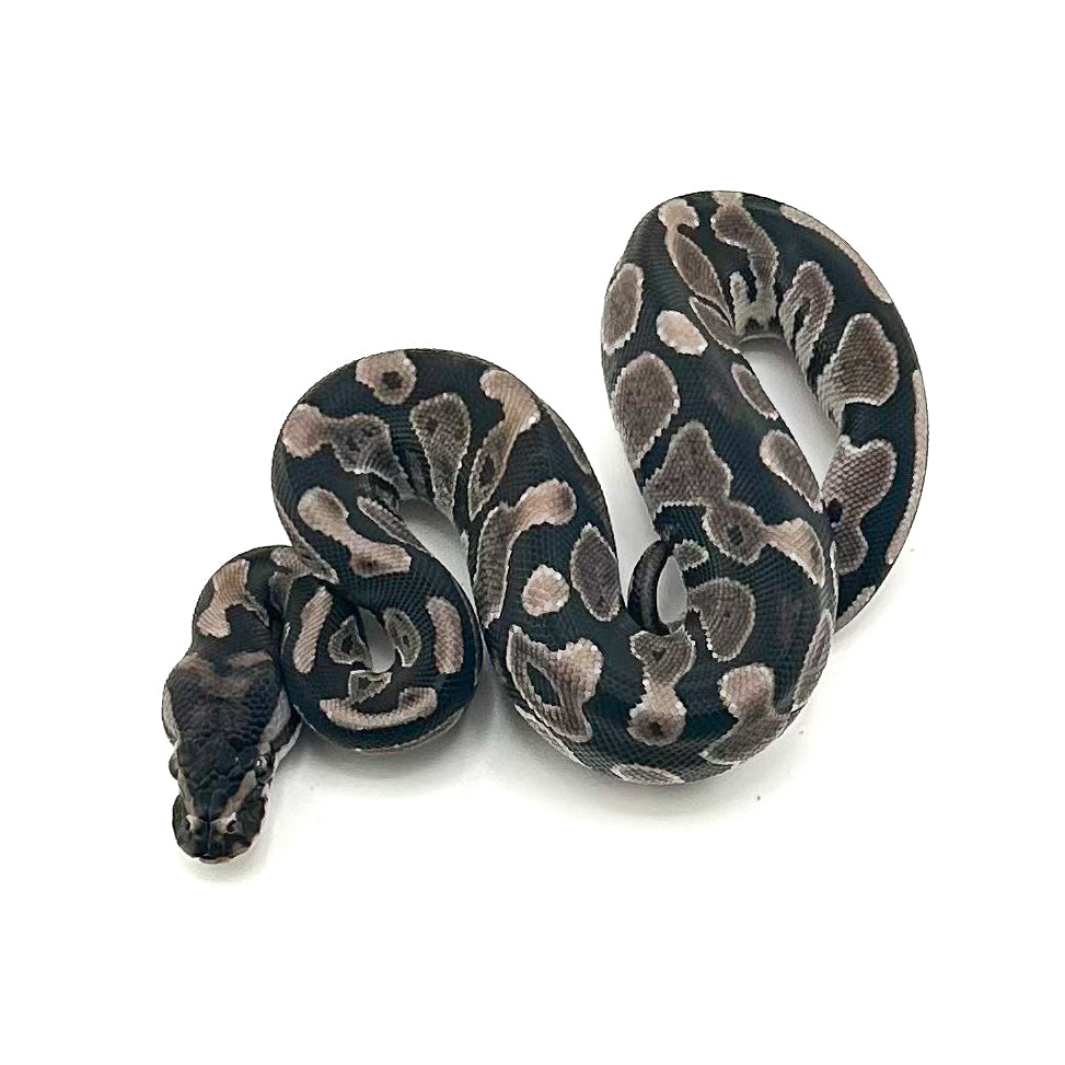 Black Axanthic ph Pied