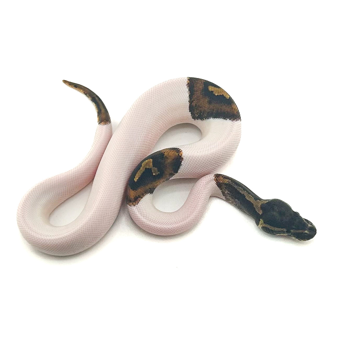 Mahogany Pied het Monarch