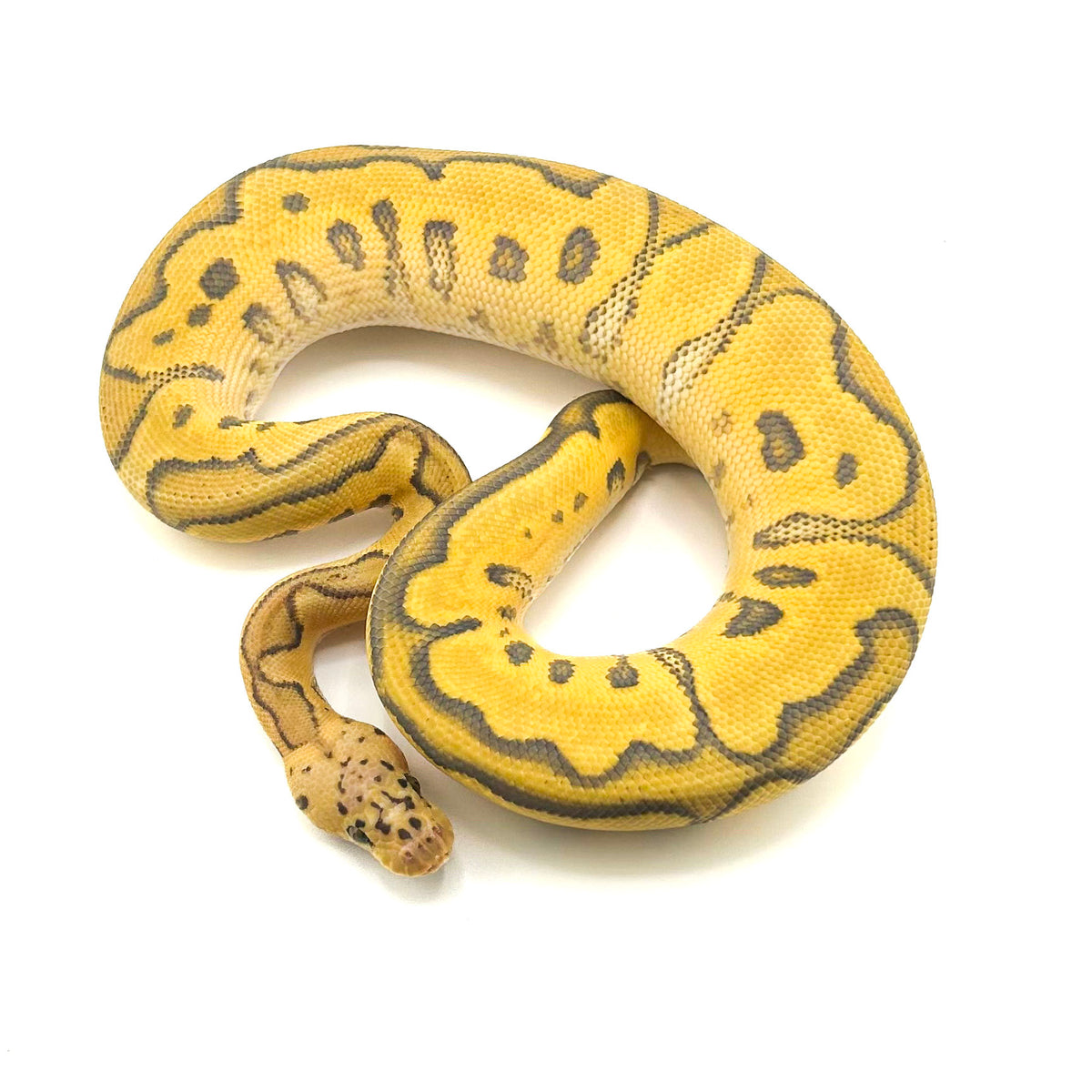 Pastel Hypo Clown DH Ultramel GStripe