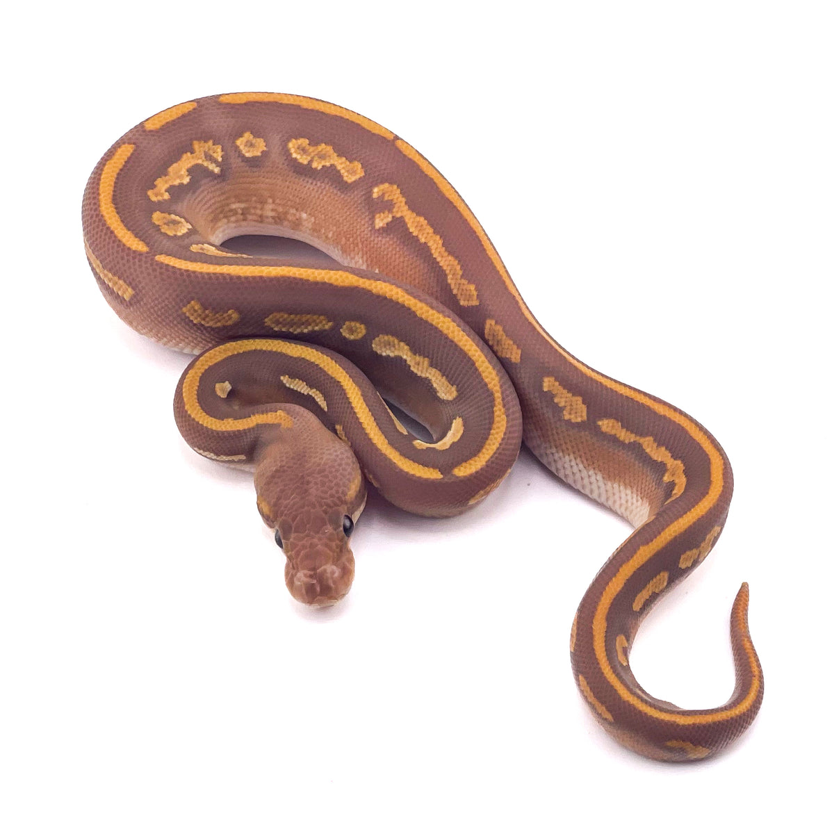 Ultramel Blackhead Mahogany Mystic