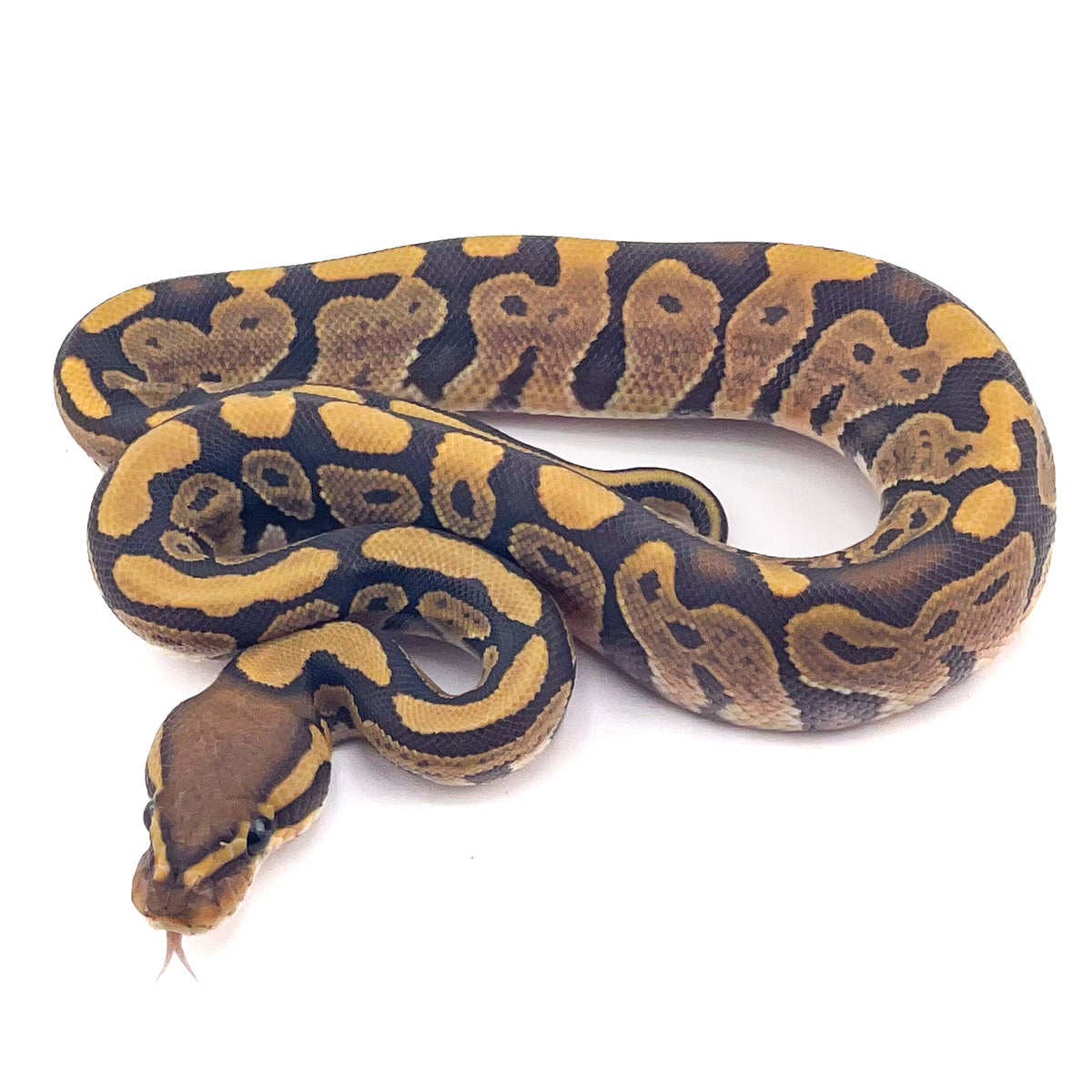 Hypo het Puzzle ph Ultramel