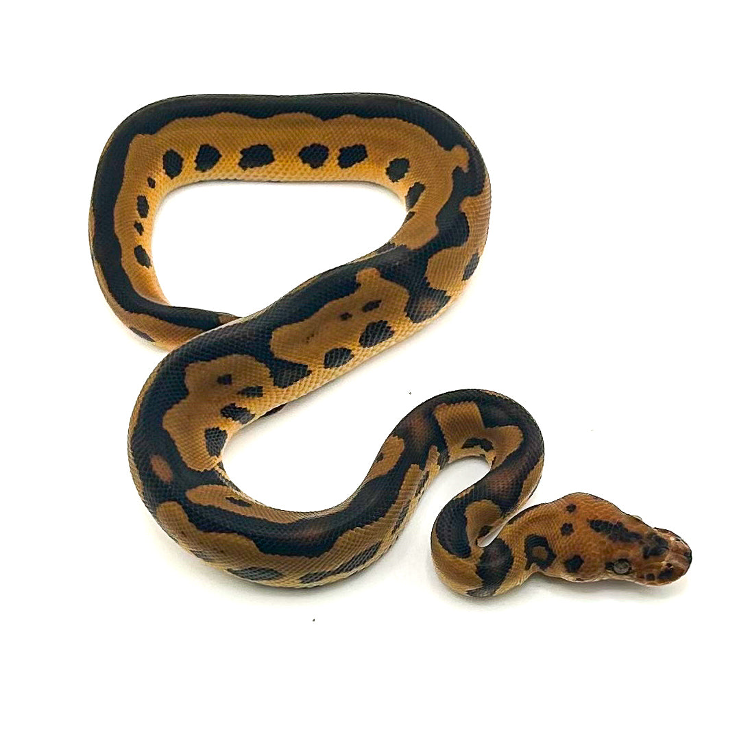 Enchi Leopard Clown DH Desert Ghost Ultramel ph GStripe