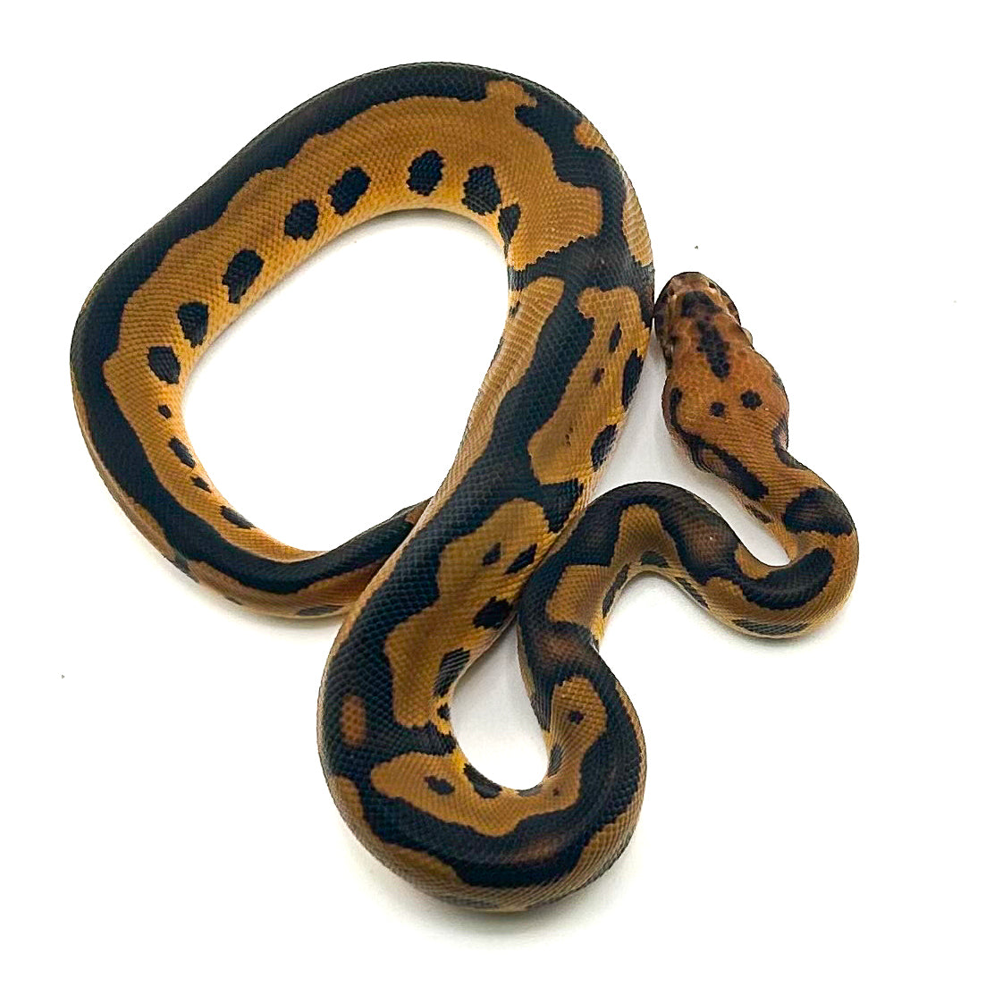 Enchi Leopard Clown DH Desert Ghost Ultramel ph GStripe