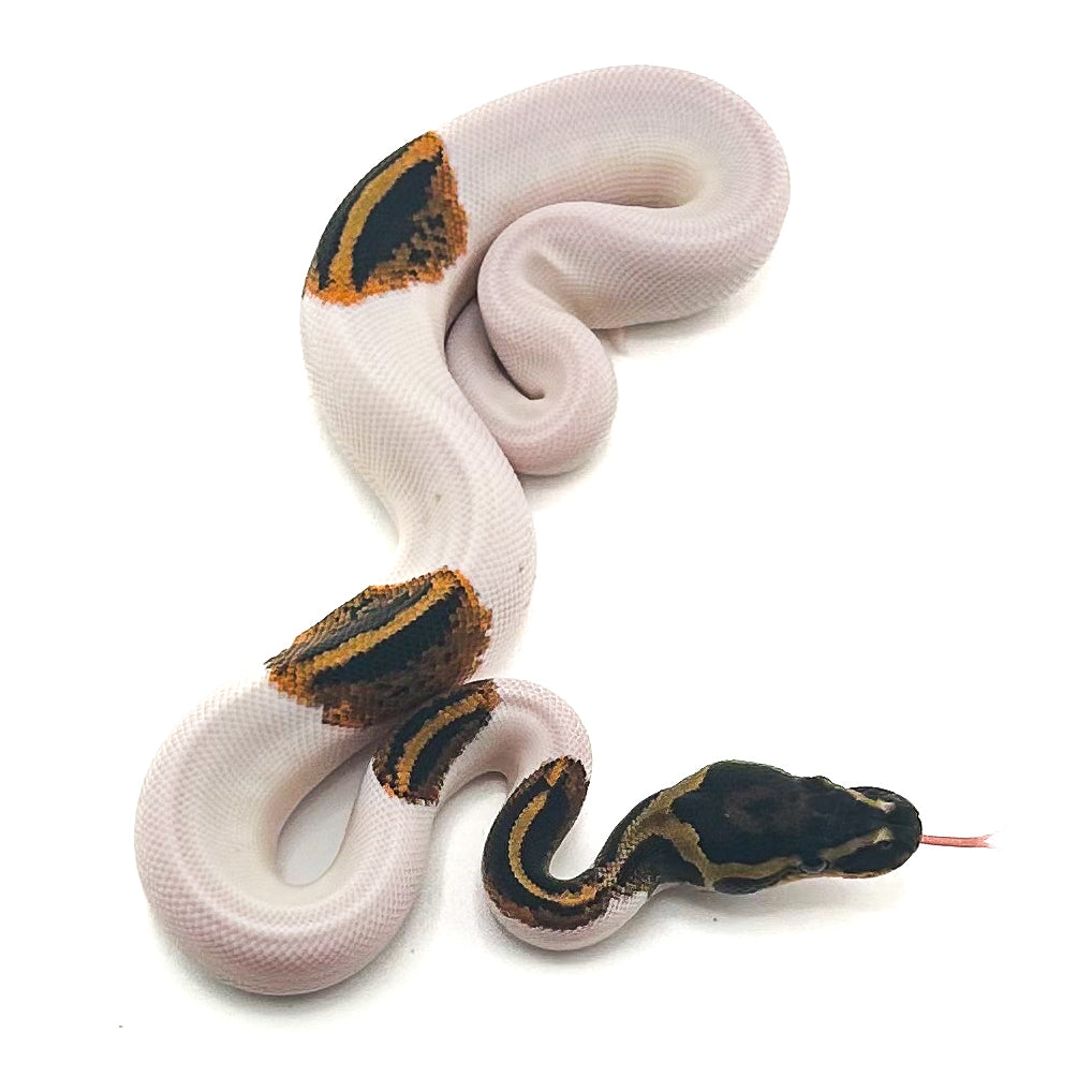 Mahogany Yellowbelly Pied het Monarch