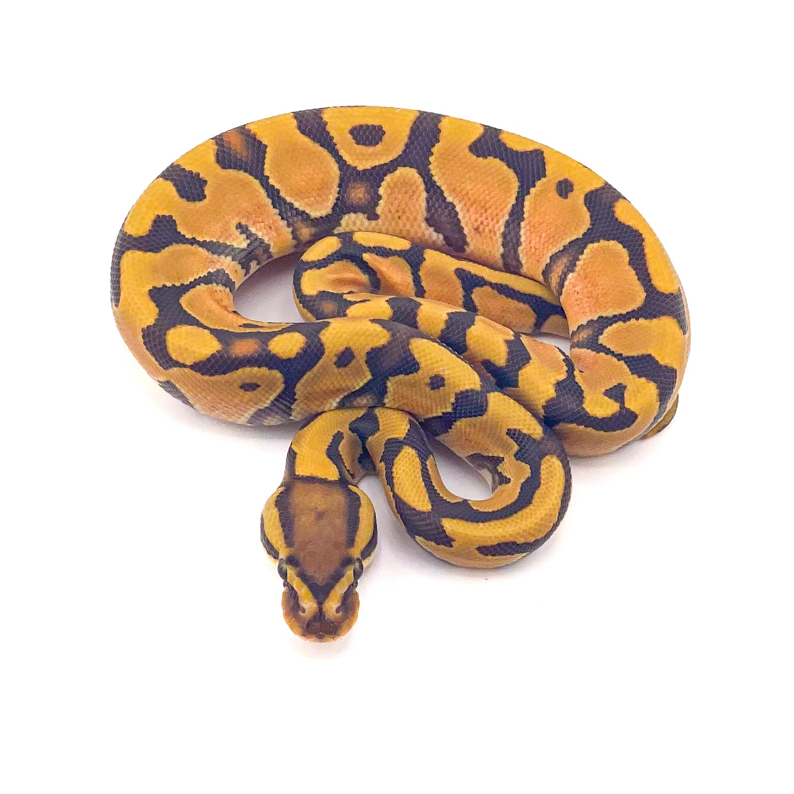 Enchi Hypo