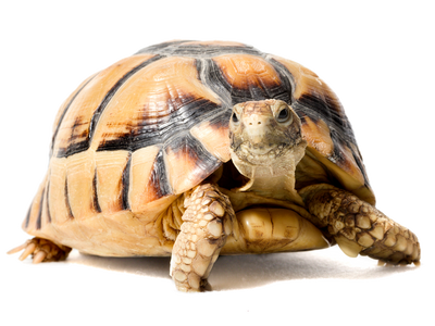 Tortoises