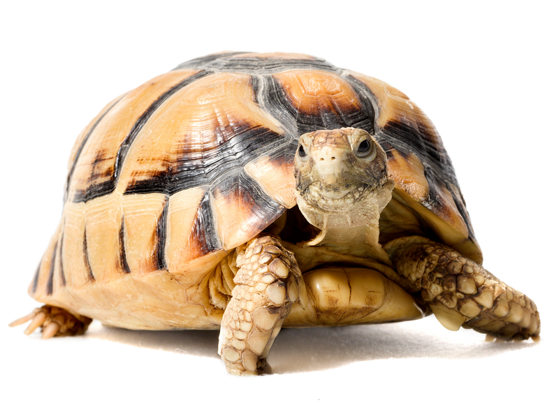 A close-up of a radiated tortoise with a yellow and black patterned shell, facing forward on a white background.