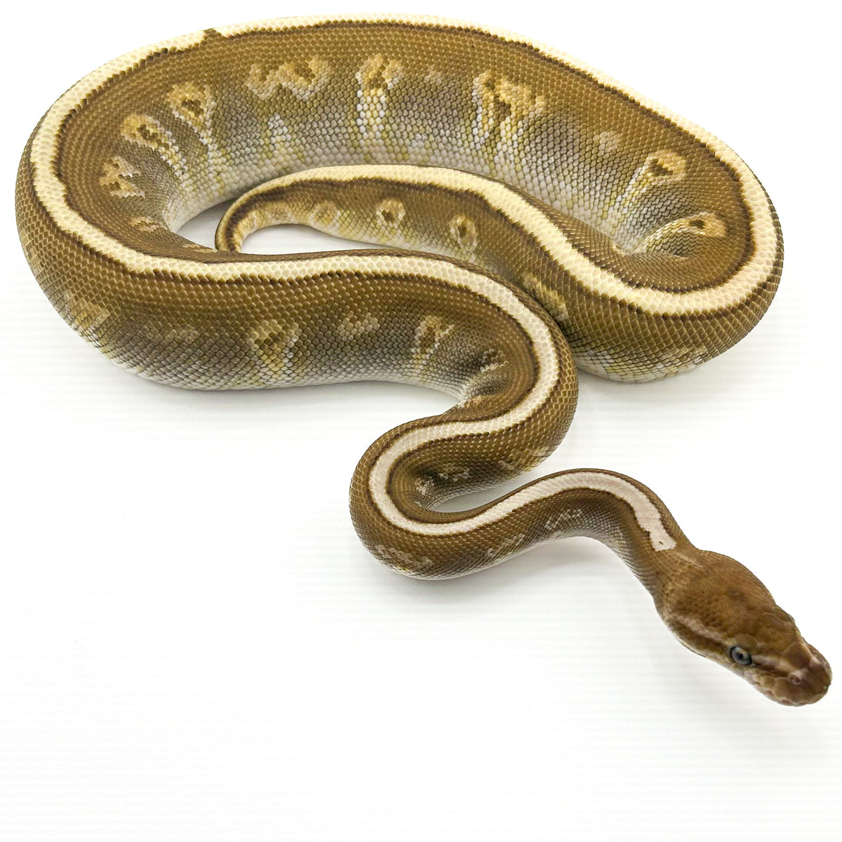 Superstripe GHI Butter het Ultramel